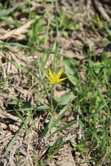 Gagea reticulata