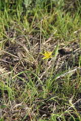Gagea reticulata