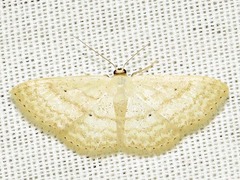 Scopula spoliata