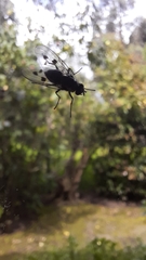 Diptera