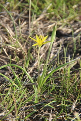 Gagea reticulata