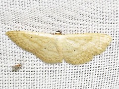 Scopula spoliata