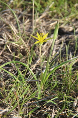 Gagea reticulata