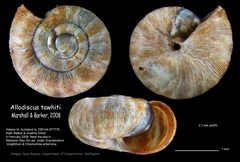 Image of Allodiscus tawhiti