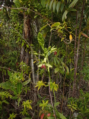 Eulophia flabellata image