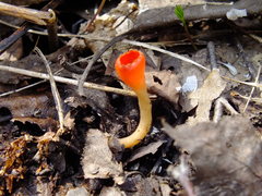 Microstoma protractum