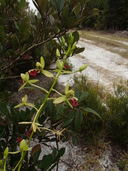 Eulophia flabellata image