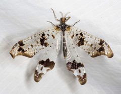 Periclystus circuiter