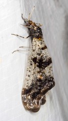 Periclystus circuiter