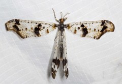 Periclystus circuiter