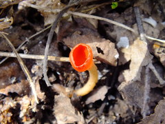 Microstoma protractum