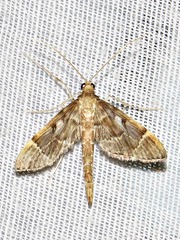 Duponchelia lanceolalis