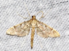 Duponchelia lanceolalis