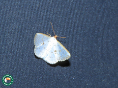 Leuciris fimbriaria