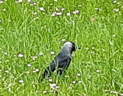 Corvus monedula