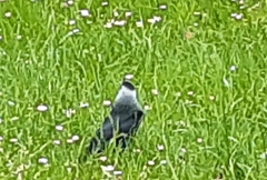 Corvus monedula