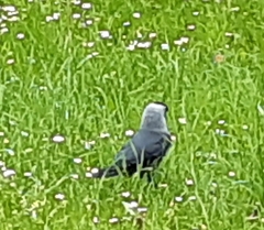 Corvus monedula