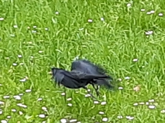 Corvus monedula