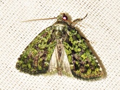 Iambia melanochlora