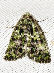 Iambia melanochlora