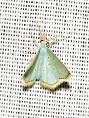 Comostolopsis stillata stillata