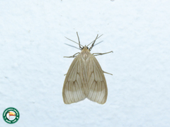 Trocodima lenistriata