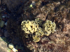 Turbinaria decurrens