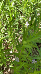 Dyschoriste linearis