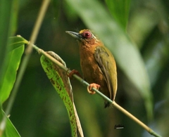 White-Browed Piculet photo 4