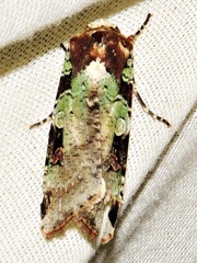 Mentaxya ignicollis