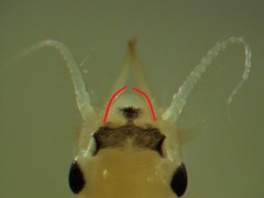 Hexagenia rigida
