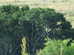 Protorhus longifolia