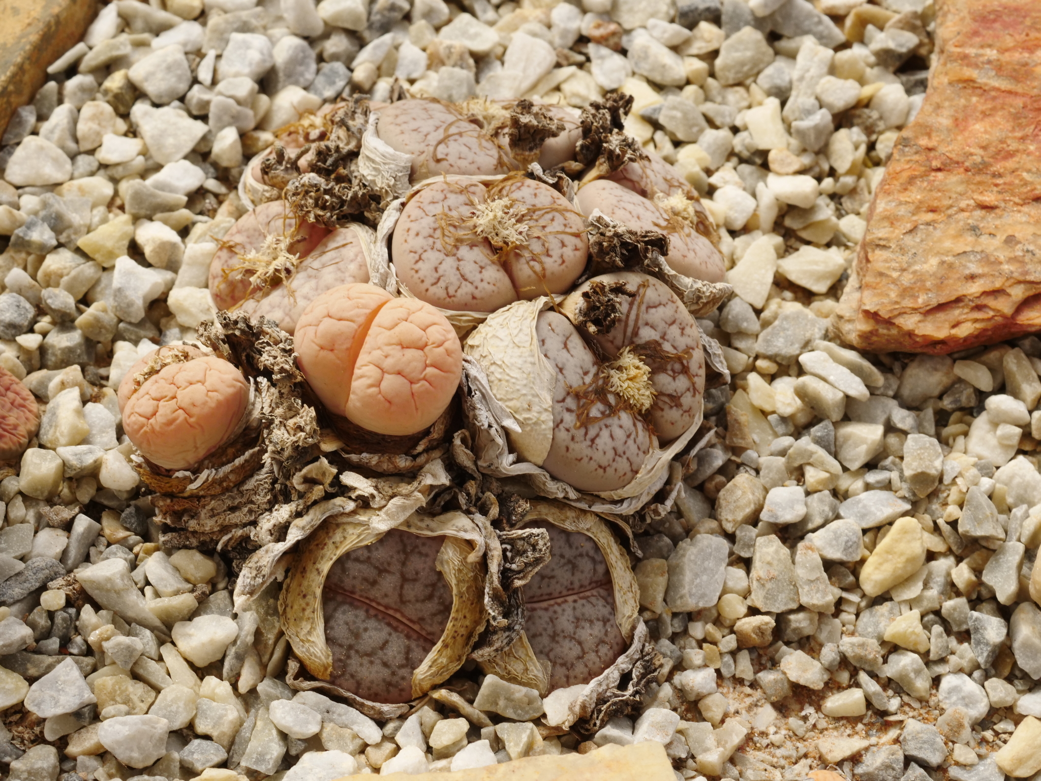 Lithops alpina Dinter