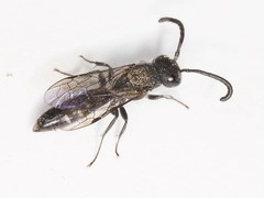 Sapyga quinquepunctata