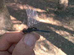 Tramea binotata