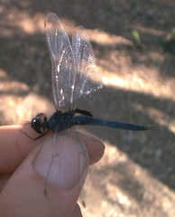 Tramea binotata