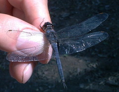 Tramea binotata