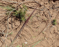 Pharnaceum aurantium