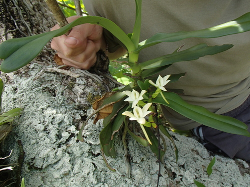 Angraecum crassum image