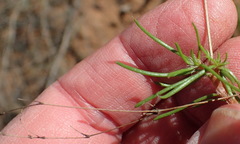 Pharnaceum aurantium