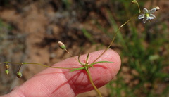 Pharnaceum aurantium