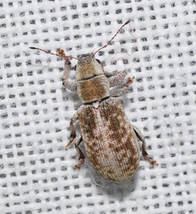 Pachyrhinus squamosus