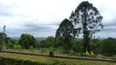 Araucaria bidwillii