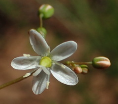 Pharnaceum aurantium
