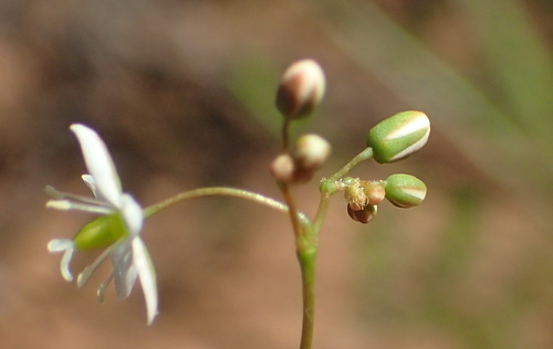 Image of Pharnaceum aurantium by (c) Nicola van Berkel, some rights reserved (CC BY-SA)