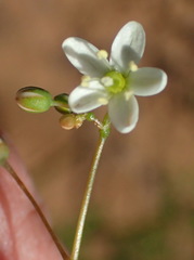 Pharnaceum aurantium