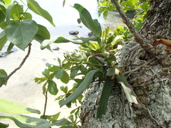 Angraecum crassum image