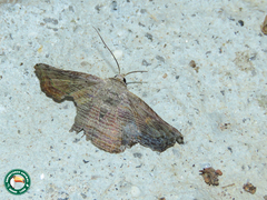 Tyrissa recurva