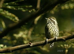 Picumnus innominatus