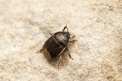Canthophorus maculipes